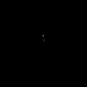 TulipYellow1