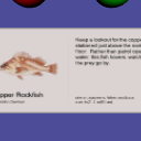 CopperRockFishPlacardViewer
