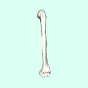 l_humerus